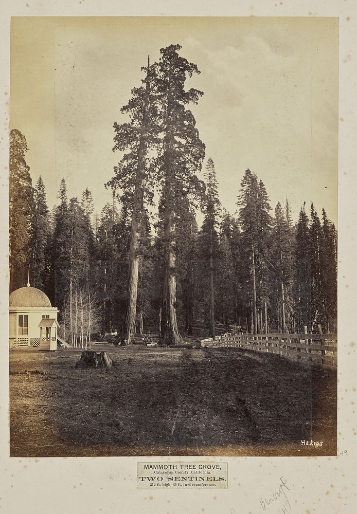Mammoth Tree Grove, Calaveras County, California. Two Sentinels. 312 Feet High, 69 Feet in Circumference by Eadweard J…