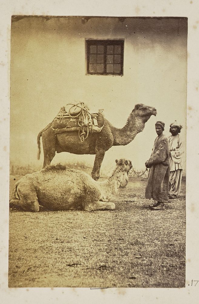Two camels with their handlers