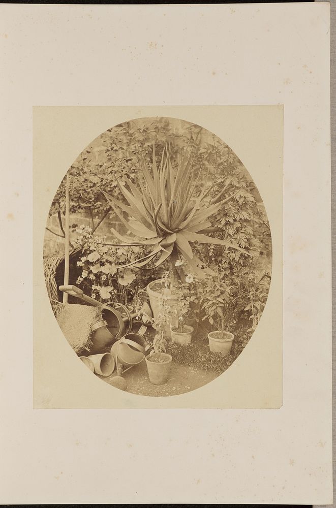 A Study of Plants by Francis Bedford