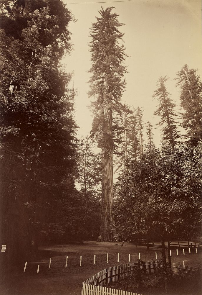 Giant Redwood, Santa Cruz by Carleton Watkins