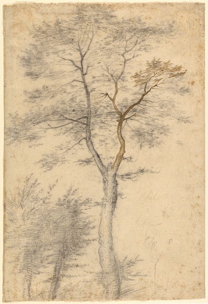 Three Studies of Trees by Fra Bartolommeo Baccio della Porta
