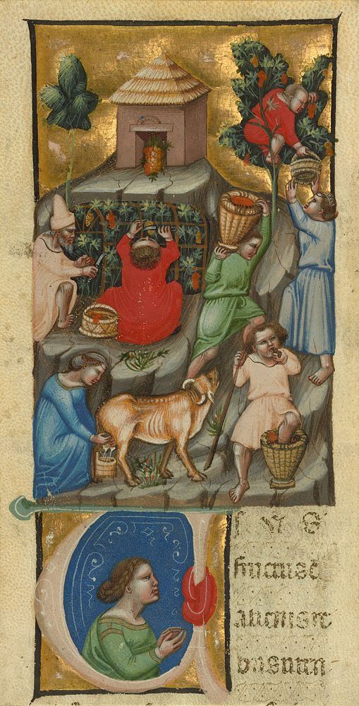 Harvest Scene; Initial U: A Figure by Illustratore Andrea da Bologna