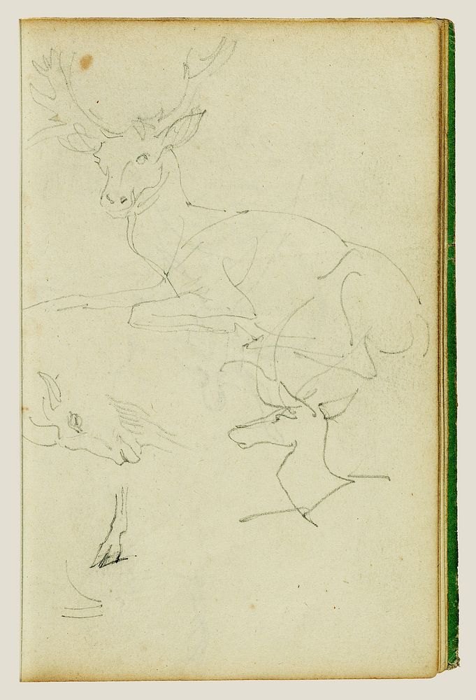 Studies of a seated stag, a fawn, a goat head by Théodore Géricault