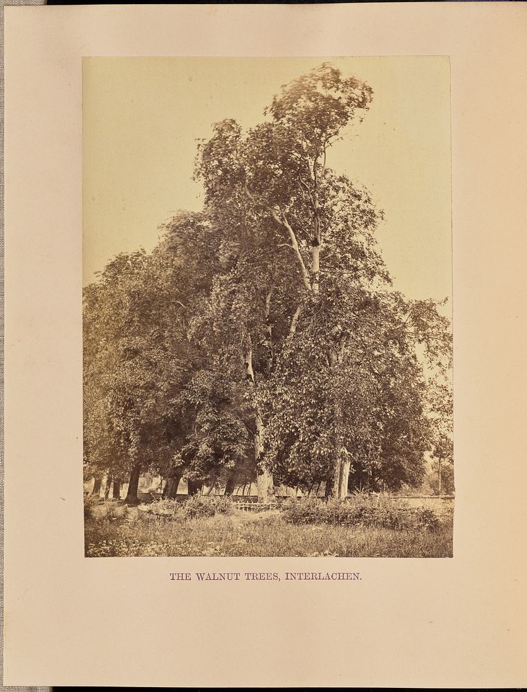 The Walnut Trees, Interlachen by Francis Frith
