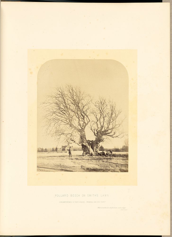 Pollard Beech on Smith's Lawn by James Sinclair 14th earl of Caithness and William Bambridge
