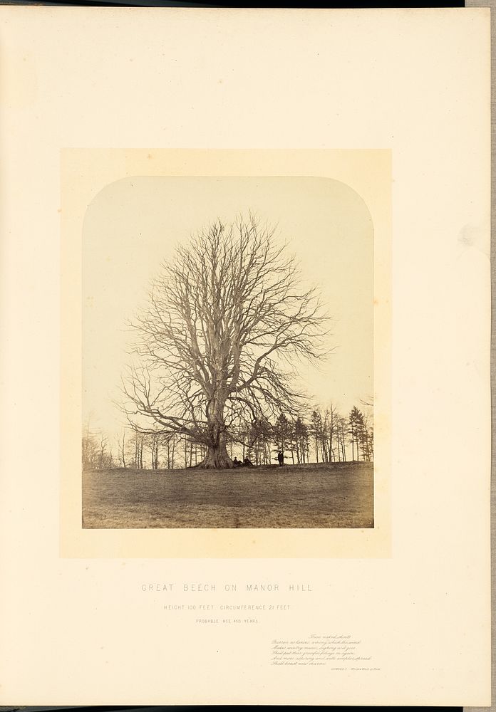 Great Beech on Manor Hill by James Sinclair 14th earl of Caithness and William Bambridge