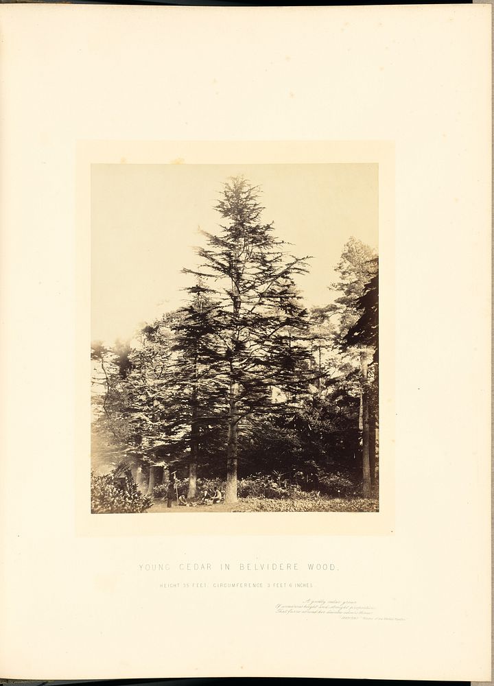 Young Cedar in Belvidere Wood by James Sinclair 14th earl of Caithness and William Bambridge