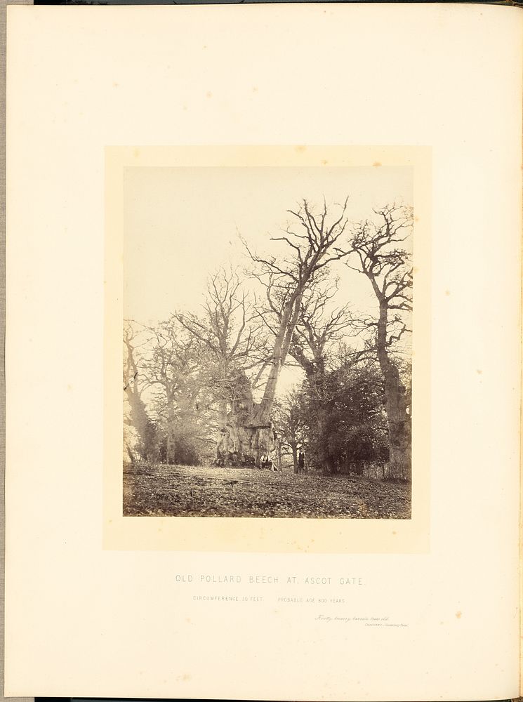 Old Pollard Beech at Ascot Gate by James Sinclair 14th earl of Caithness and William Bambridge