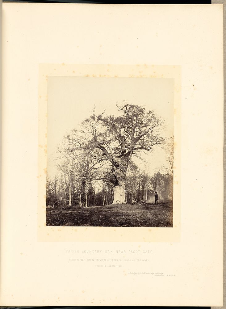 Parish Boundary Oak near Ascot Gate by James Sinclair 14th earl of Caithness and William Bambridge