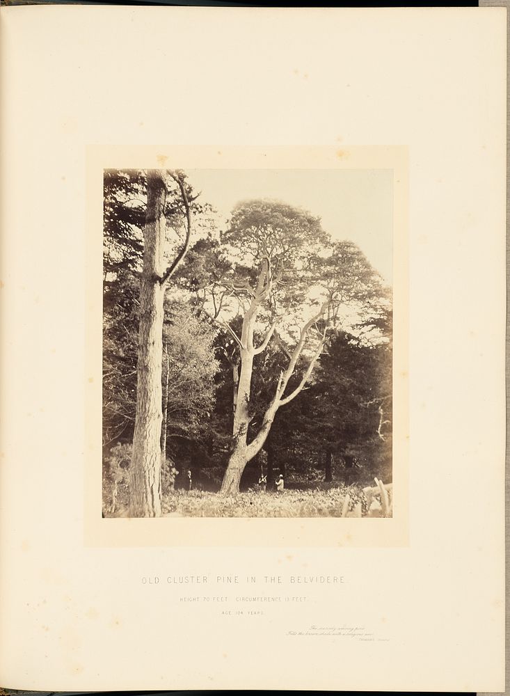 Old Cluster Pine in the Belvidere by James Sinclair 14th earl of Caithness and William Bambridge