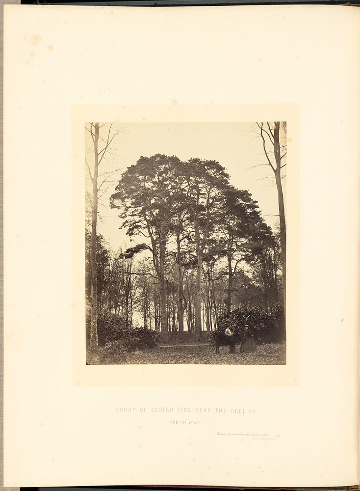 Group of Scotch Firs near the Obelisk by James Sinclair 14th earl of Caithness and William Bambridge
