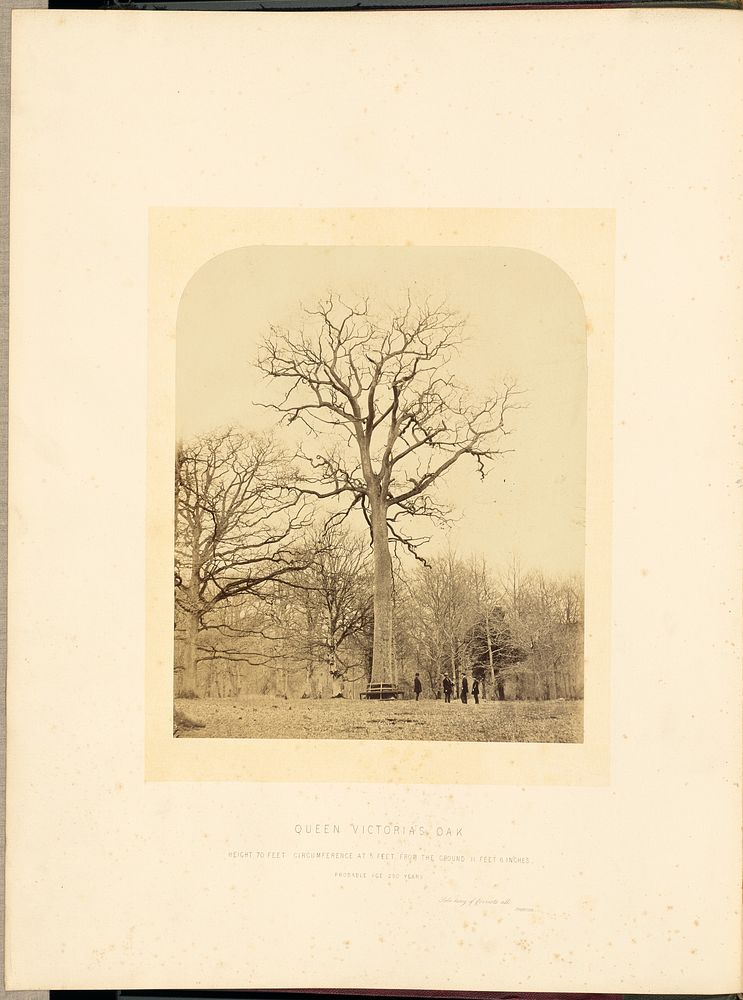 Queen Victoria's Oak by James Sinclair 14th earl of Caithness and William Bambridge