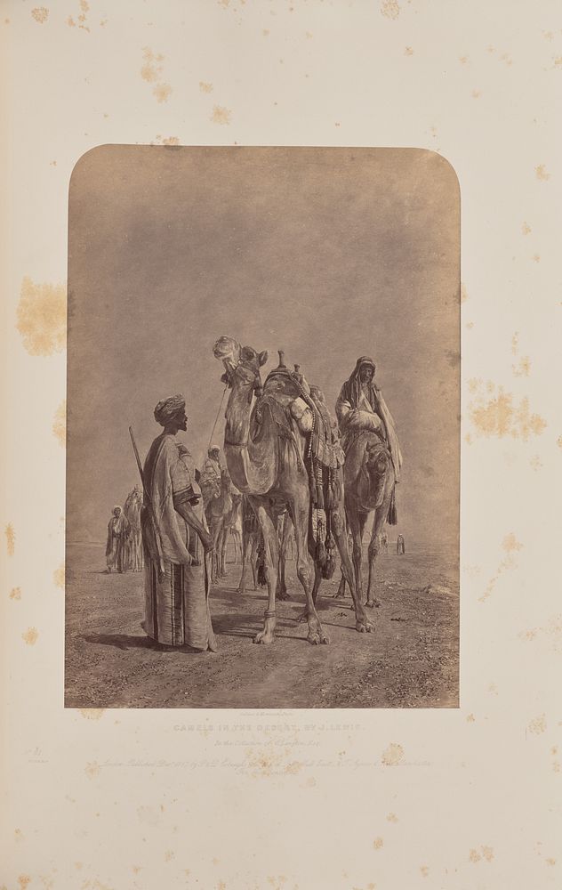 Camels in the Desert, by J. Lewis by Caldesi and Montecchi