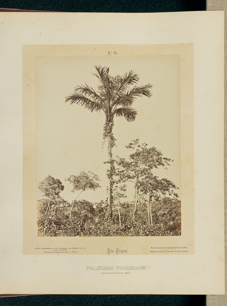 Palmiers Tucumans by Albert Frisch