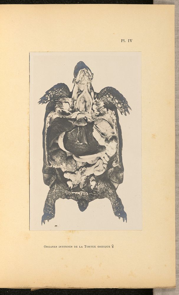 Organes internes de la Tortue grecque [femelle] by A L Donnadieu