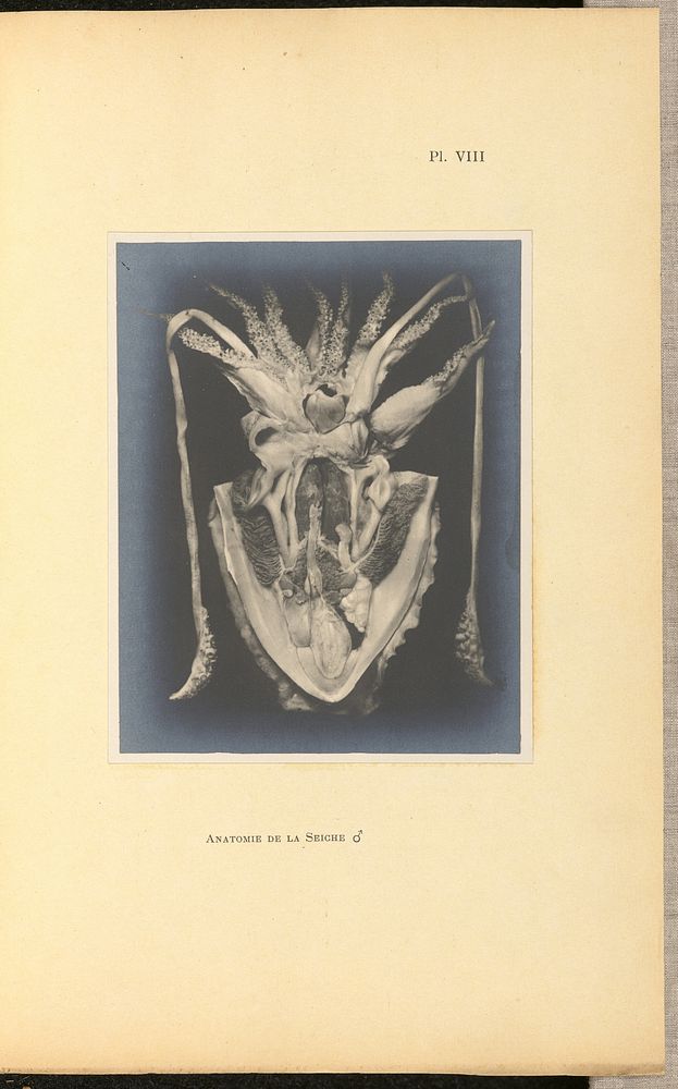 Anatomie de la Seiche [mâle] by A L Donnadieu