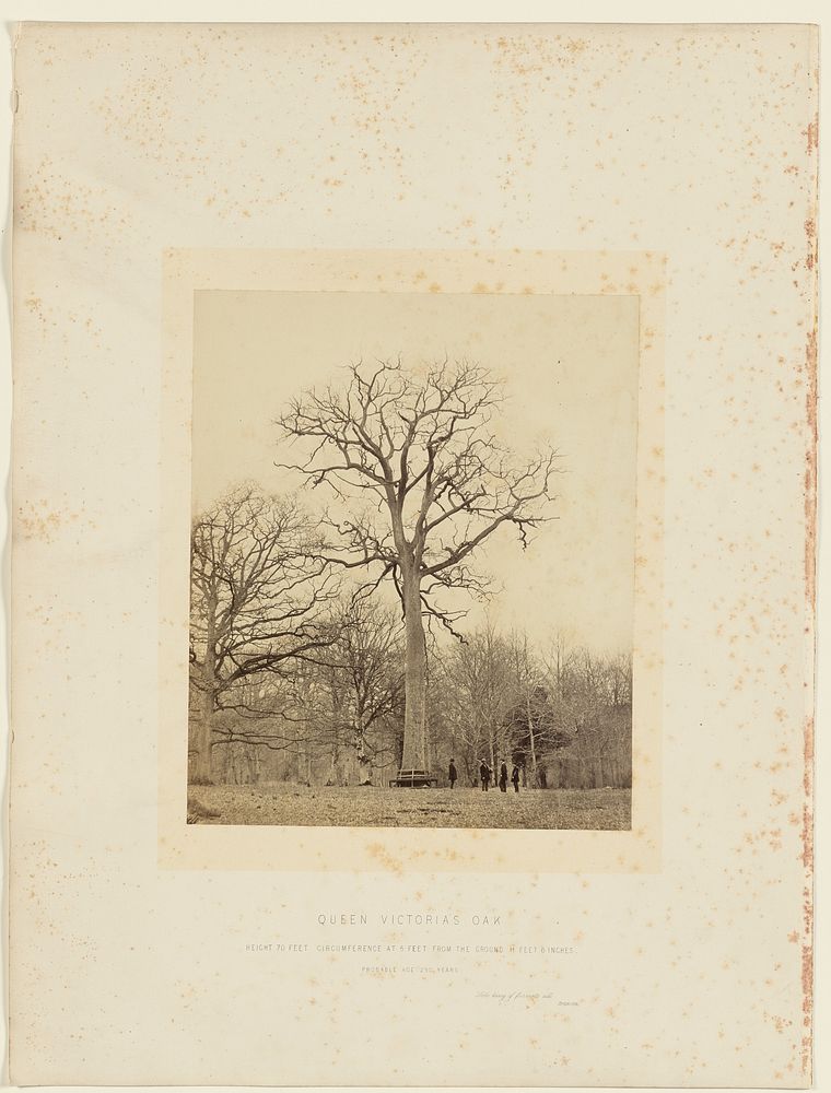 Queen Victoria's Oak by James Sinclair 14th earl of Caithness and William Bambridge