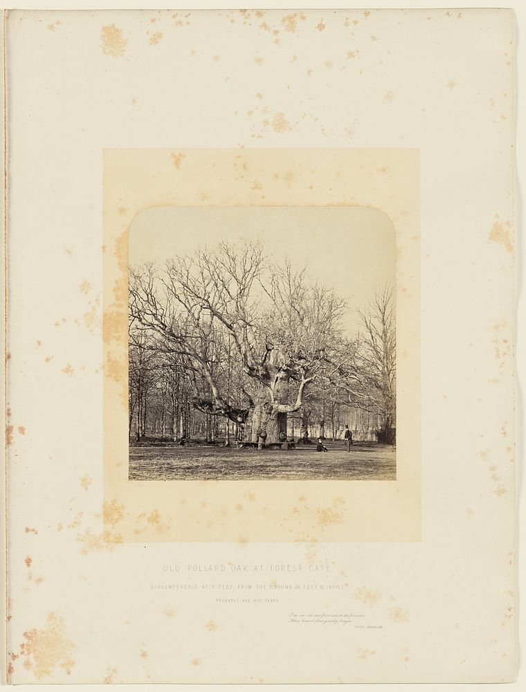 Old Pollard Oak at Forest Gate by James Sinclair 14th earl of Caithness and William Bambridge