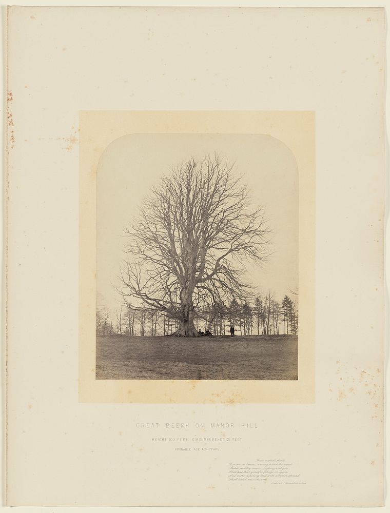 Great Beech on Manor Hill by James Sinclair 14th earl of Caithness and William Bambridge