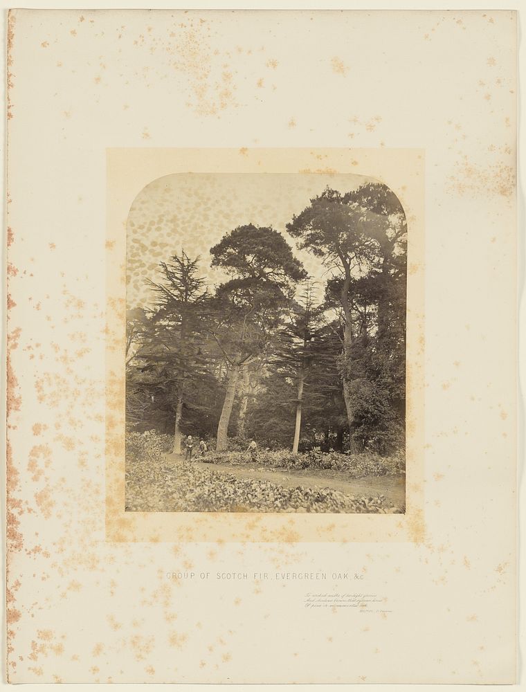 Group of Scotch Fir, Evergreen Oak, etc. by James Sinclair 14th earl of Caithness and William Bambridge