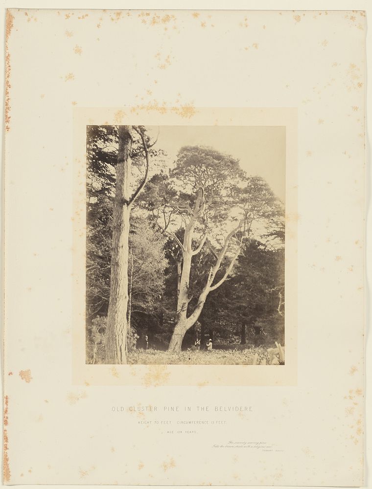 Old Cluster Pine in the Belvidere by James Sinclair 14th earl of Caithness and William Bambridge