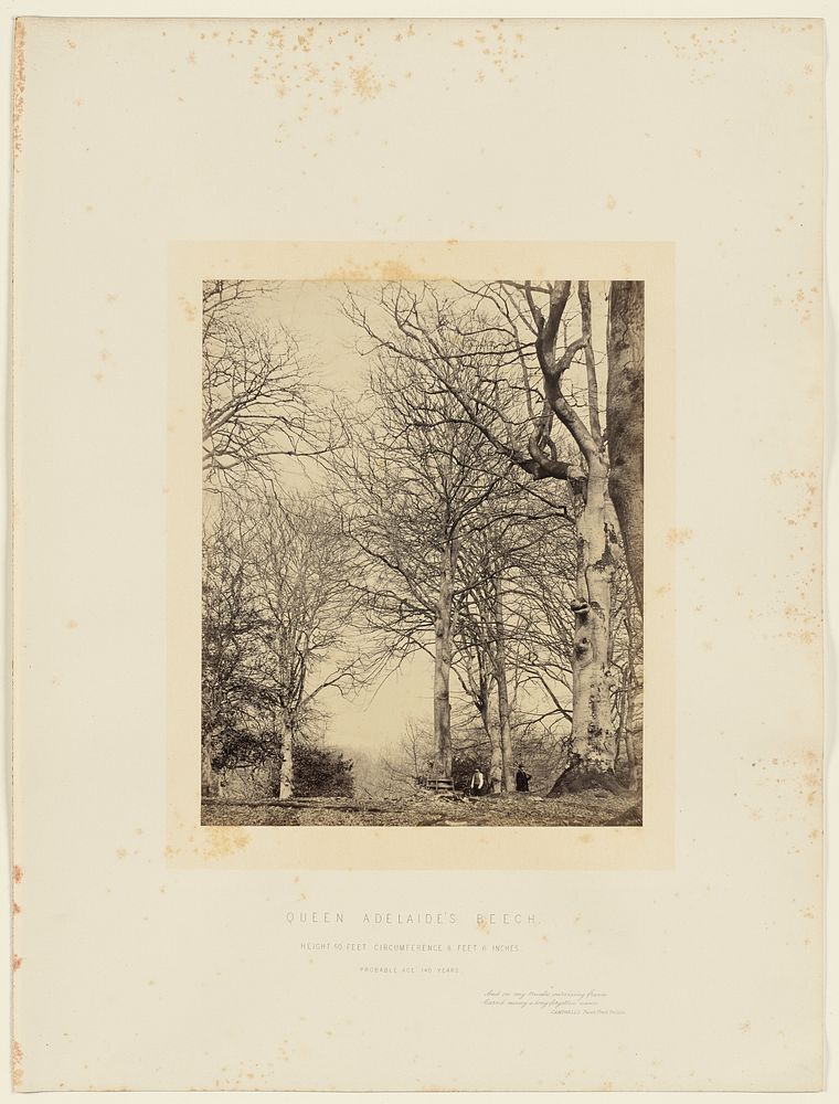 Queen Adelaide's Beech by James Sinclair 14th earl of Caithness and William Bambridge