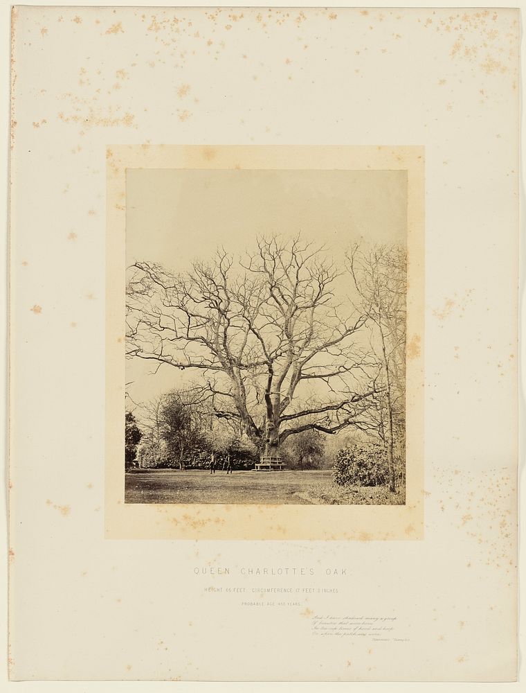 Queen Charlotte's Oak by James Sinclair 14th earl of Caithness and William Bambridge