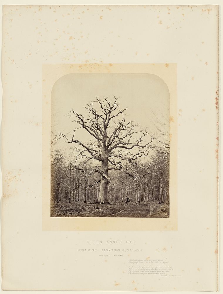 Queen Anne's Oak by James Sinclair 14th earl of Caithness and William Bambridge