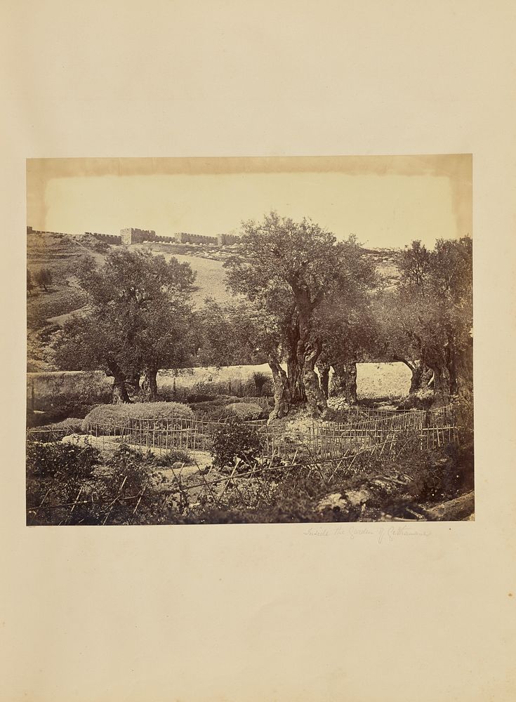 Inside the Garden of Gethsemane by James Robertson, Felice Beato and Antonio Beato