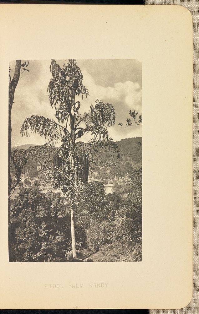 Kitool Palm by Henry W Cave