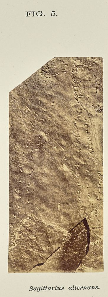 Sagittarius alternans by John L Lovell