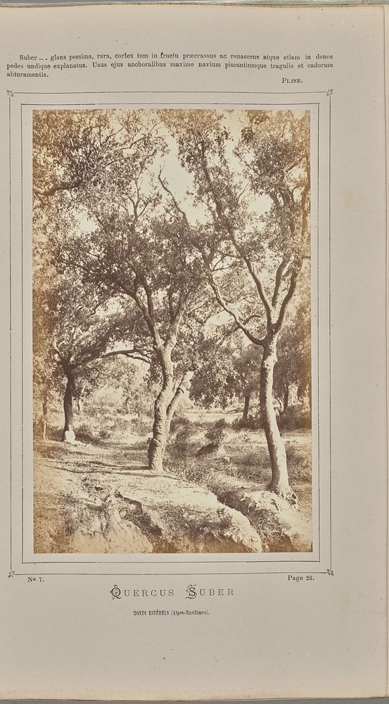 Quercus suber, Monts Estérels (Alpes-Maritimes) by W de Bray