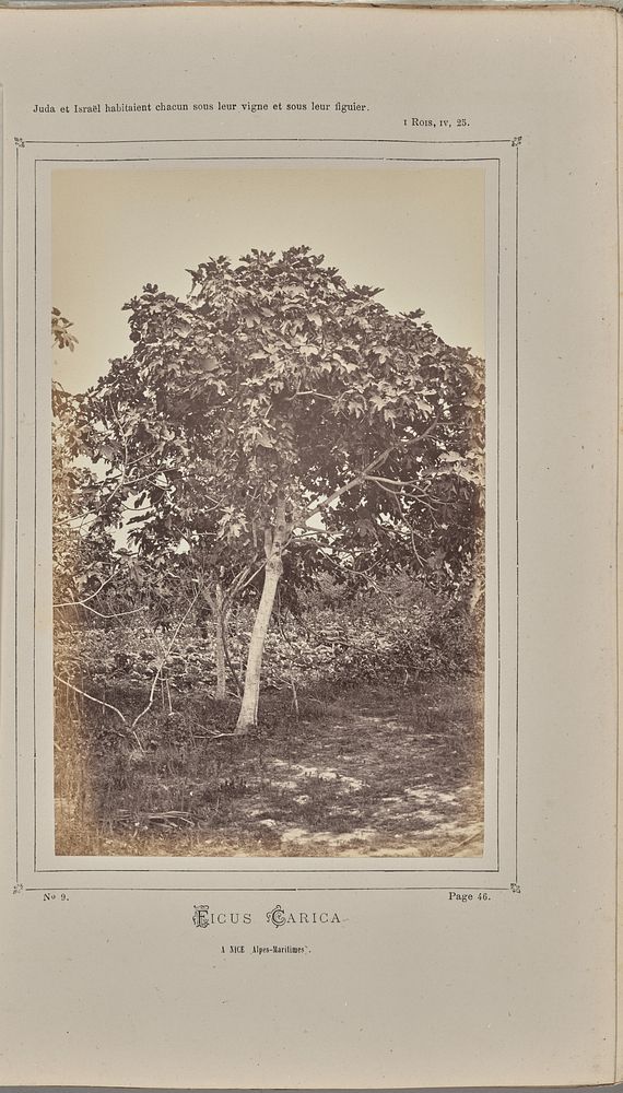 Ficus carica, à Nice (Alpes-Maritimes) by W de Bray