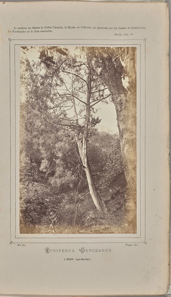 Juniperus oxycedrus, à Menton (Alpes-Maritimes) by W de Bray