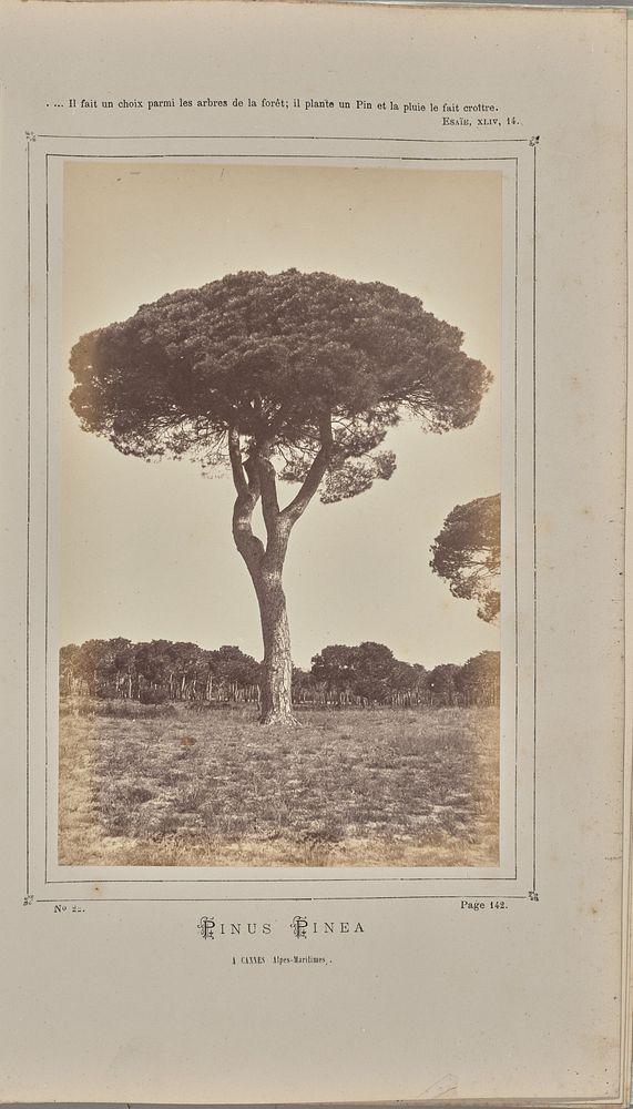 Pinus pinea, à Cannes (Alpes-Maritimes) by W de Bray