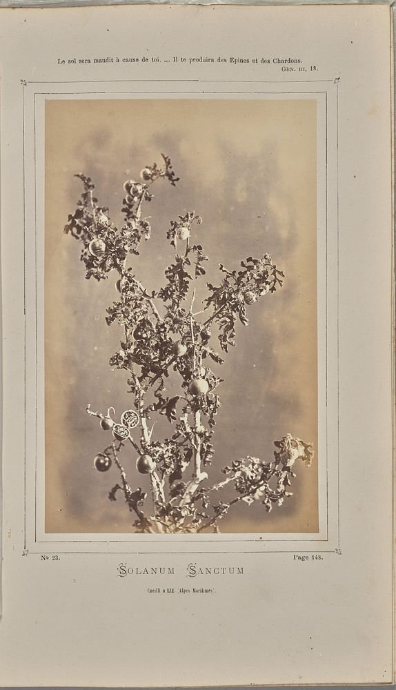 Solanum sanctum, cuelli à Èze (Alpes-Maritimes) by W de Bray