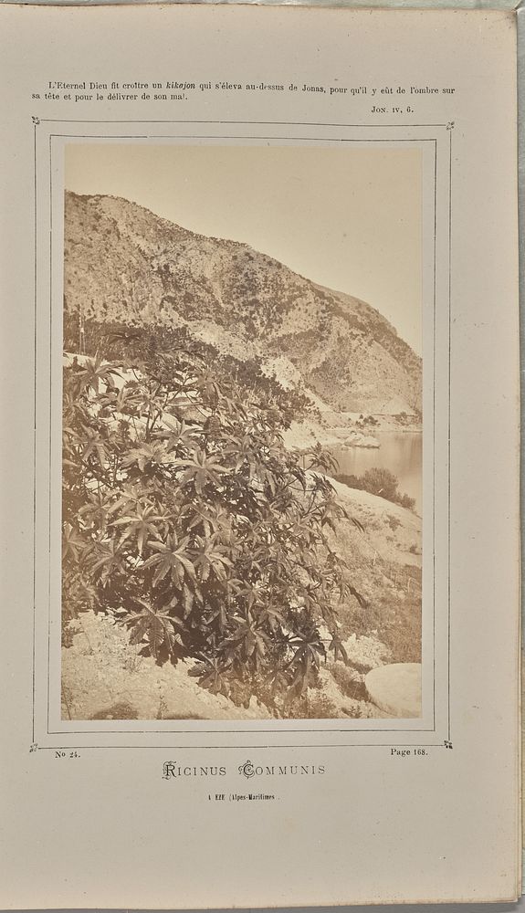 Ricinus communis, à Èze (Alpes-Maritimes) by W de Bray