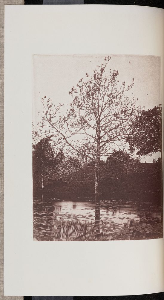 Plane-tree, with Foliage half developed, beside a Pond on the Lynde Farm in Wyoming by Wilson Flagg