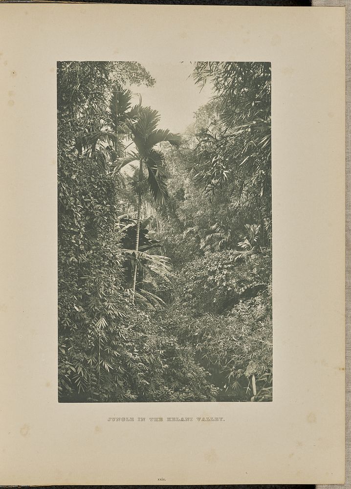 Jungle in the Kelani Valley by Henry W Cave