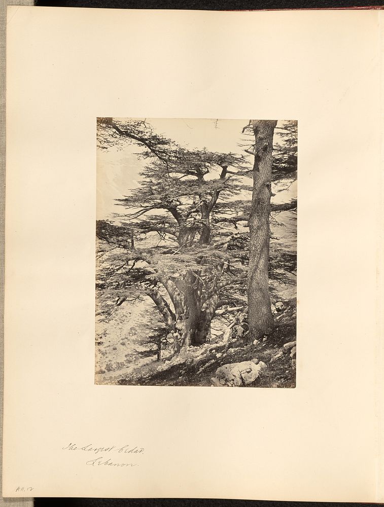 The Largest Cedar, Lebanon by Francis Frith