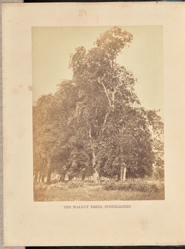 The Walnut Trees, Interlachen by Francis Frith