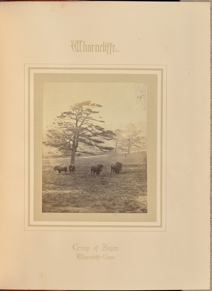 Group of Bison - Wharncliffe Chase by Theophilus Smith