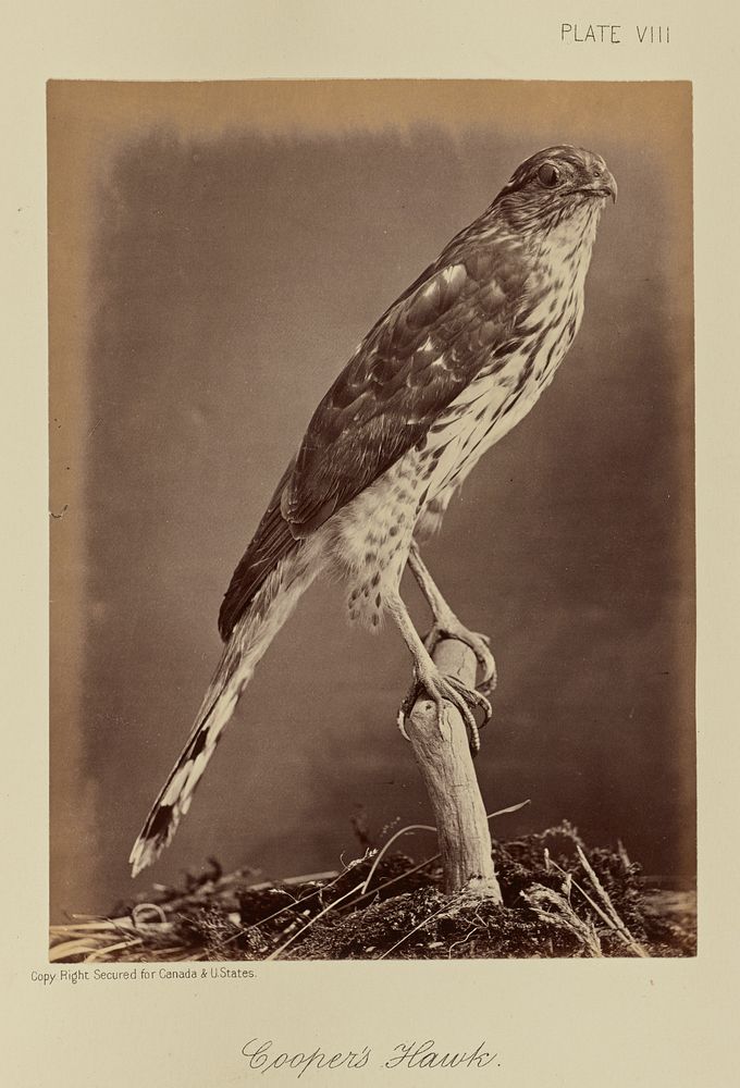 Cooper's Hawk by William Notman