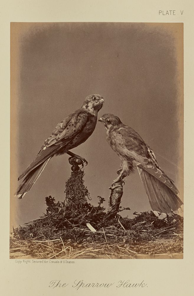The Sparrow Hawk by William Notman