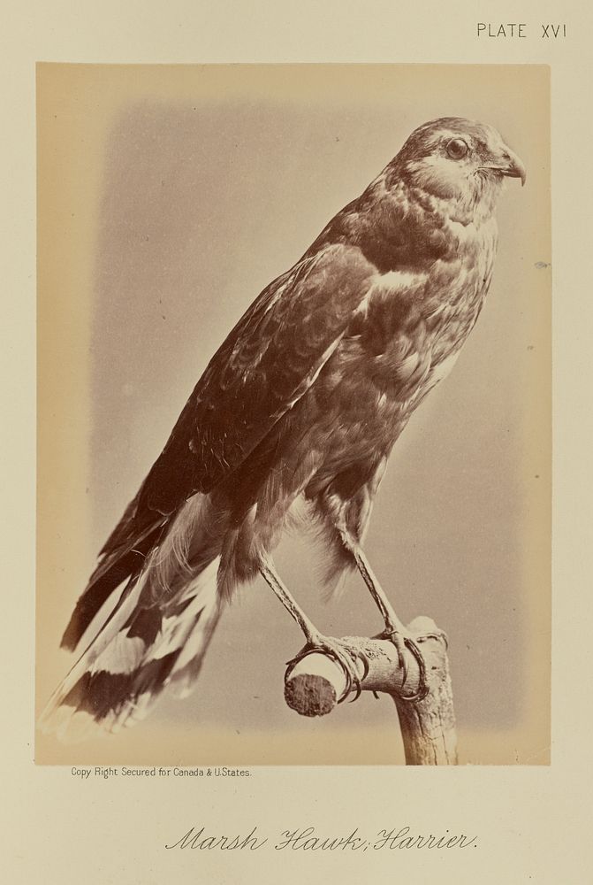 Marsh Hawk; Harrier by William Notman