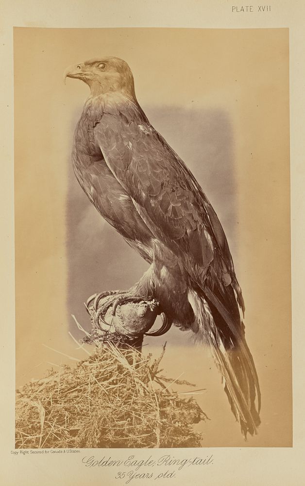 Golden Eagle, Ring-tail. 35 Years old by William Notman