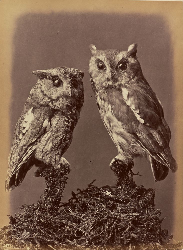 Screech Owl, Mottled Owl. Red & Gray stages by William Notman