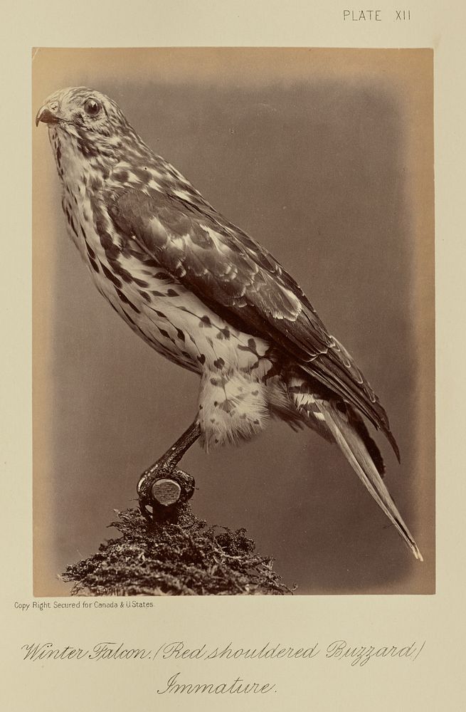Winter Falcon (Red shouldered Buzzard), Immature by William Notman