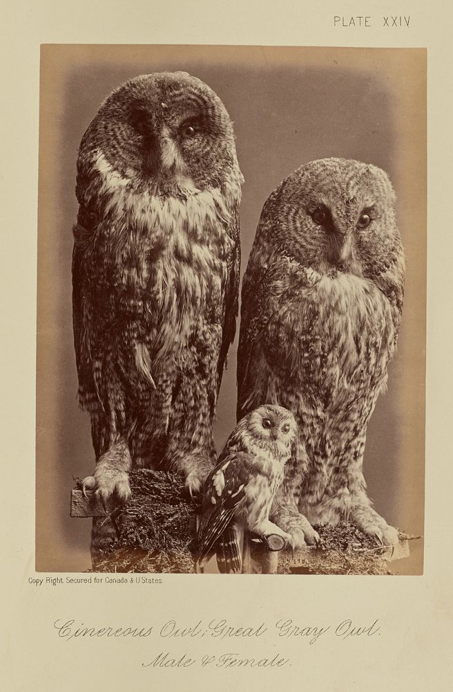 Cinereous Owl; Great Gray Owl. Male & Female by William Notman