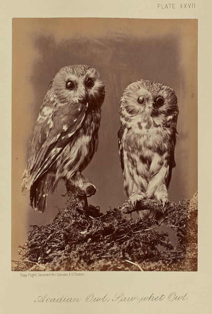 Acadian Owl; Saw-whet Owl by William Notman